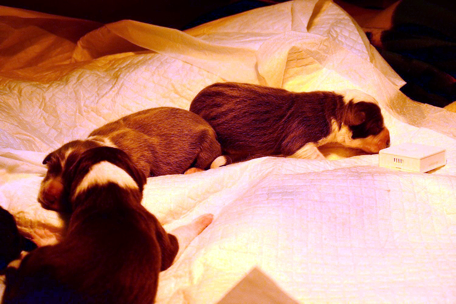 Pašík po narození